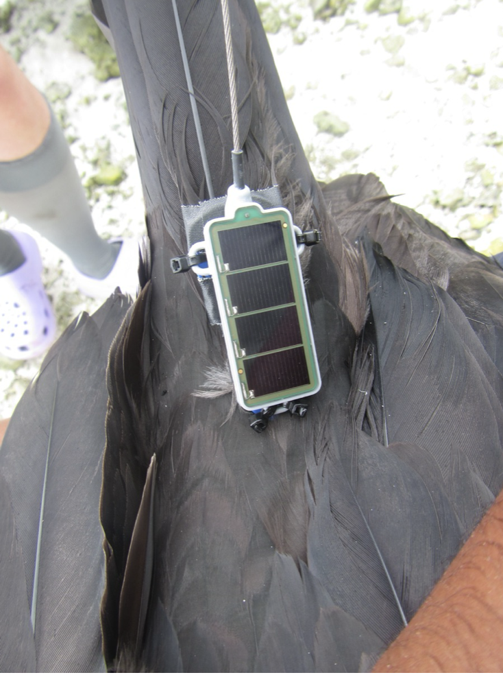 A great frigatebird wears a tracker on its tail feathers. 